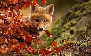 27 Baby Foxes That Are Too Cute To Be True