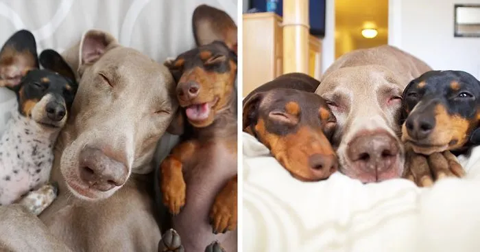 Two Dogs Get A New Puppy And Now They're The Best Sleeping Buddies Ever