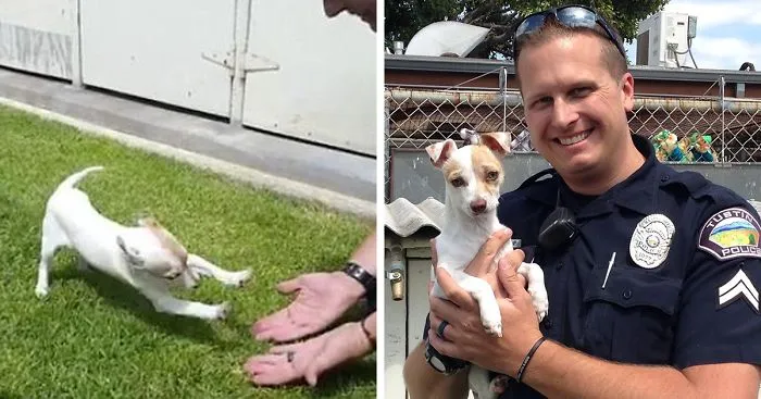 Drug Addict Puppy Reunites With The Officer Who Saved His Life