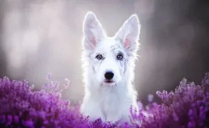This Polish Photographer Takes The Most Beautiful Dog Photos Ever (13 Pics)