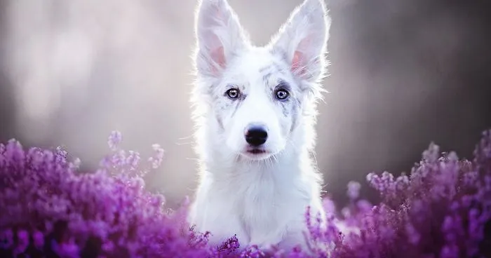 This Polish Photographer Takes The Most Beautiful Dog Photos Ever (13 Pics)