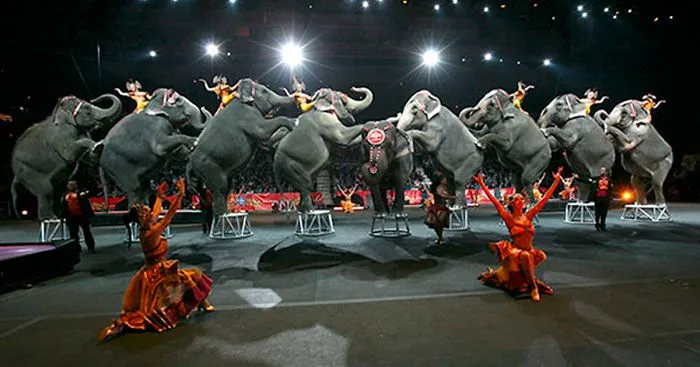 After Neglecting Elephants For 145 Years, Ringling Bros End Their Shows For Good