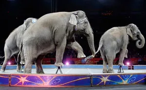 After Neglecting Elephants For 145 Years, Ringling Bros End Their Shows For Good