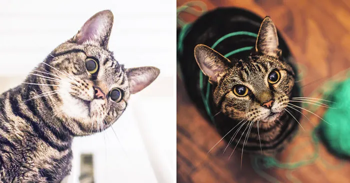 I Photograph The Hilarious Behaviour Of My Cats
