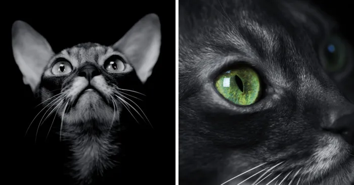 I Photograph My Abyssinian Cats Johnny’s Daily Adventures