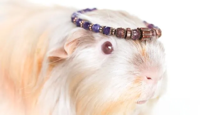 My 16 Guinea Pigs Help Me Launch A New Bussiness By Modelling My Jewellery