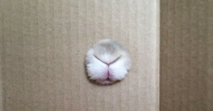 Who Is Hiding Inside The Box?