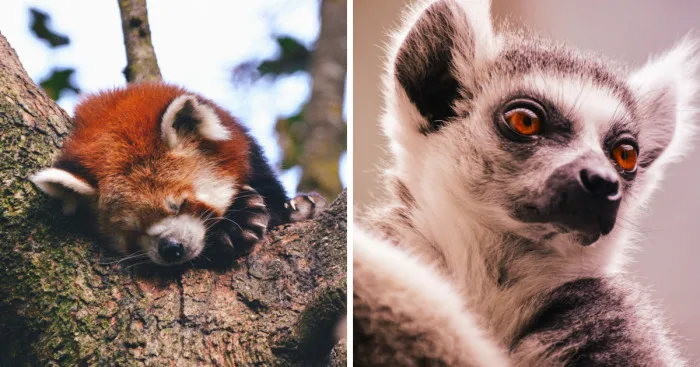 I Spent A Whole Week At The Zoo Photographing The Animals Living There