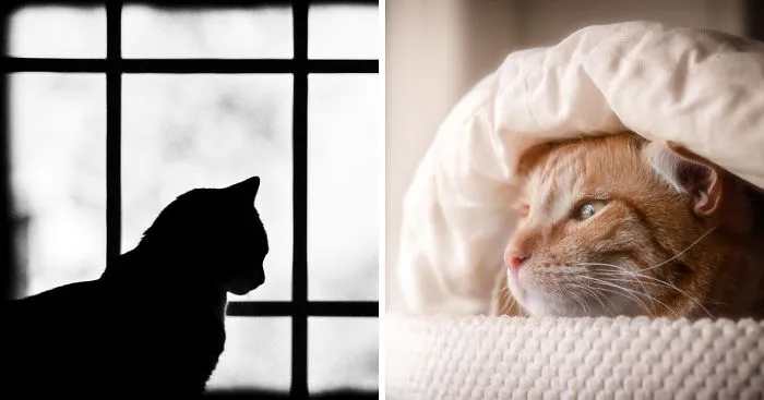 My Cats Spend Hours Looking Through The Window And I Spend Hours Watching Them