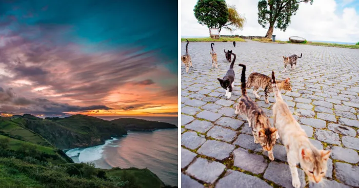 Cats Of Azores: I Found 20 Happy Cats Living In The Island