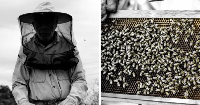 A Glimpse Into The Magical World Of Bees... In Greece!