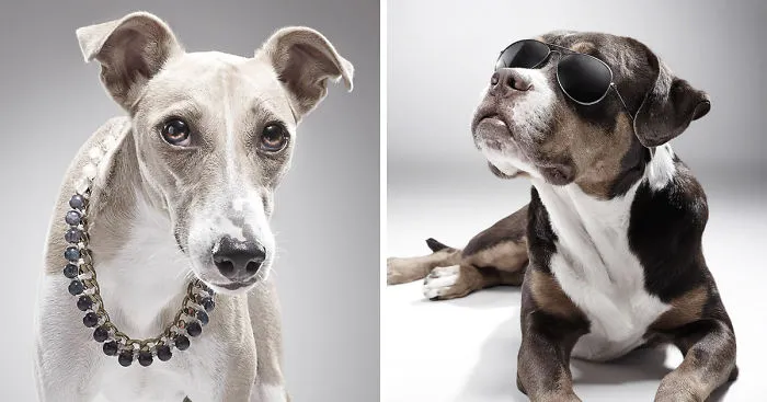 How A Dog Shelter Became A Talent Agency