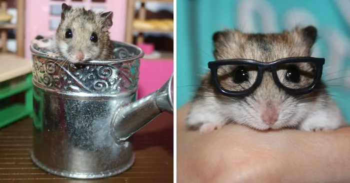 Hammy The Hamster Is Helping To Build A Playground For Kids With His Cuteness