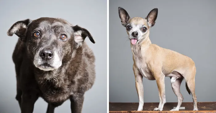 I Photograph Beautiful Old Shelter Dogs To Help Them To Get Adopted Faster
