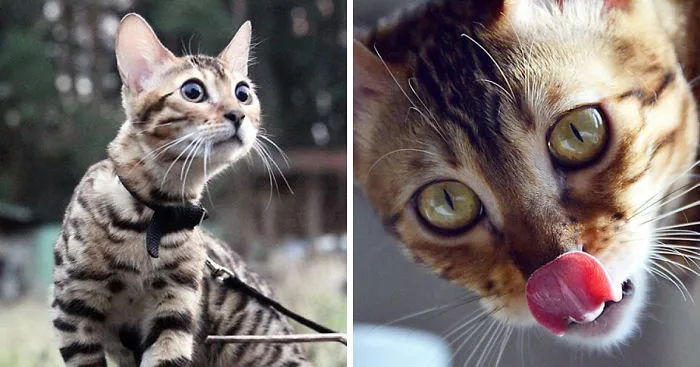 36 Cat Photography Tips For Beautiful Photos