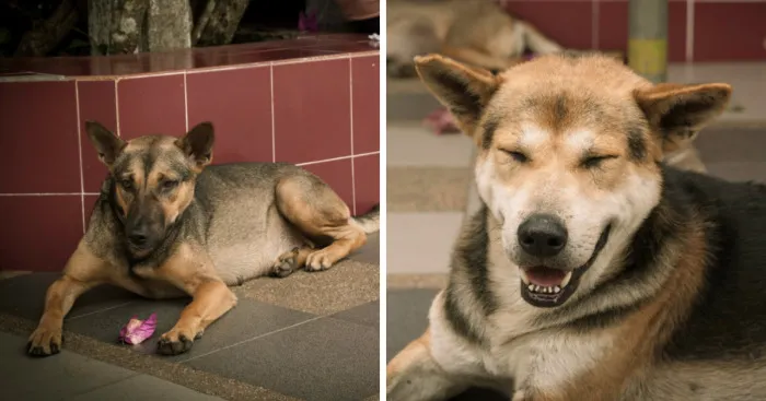 I Photographed The Homeless Dogs Of Thailand