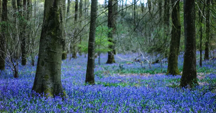 Our Adventure Into The Enchanted Bluebell Woods In Hampshire, England