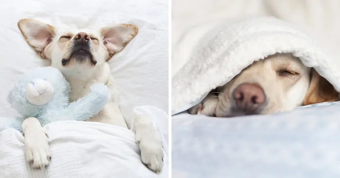 My Dog Is The Real Sleeping Beauty