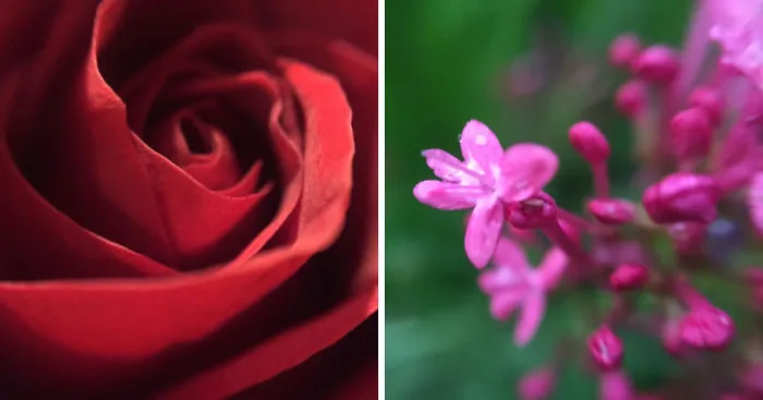 I Use Macro Lens On My iPhone To Explore The World In A Different Way