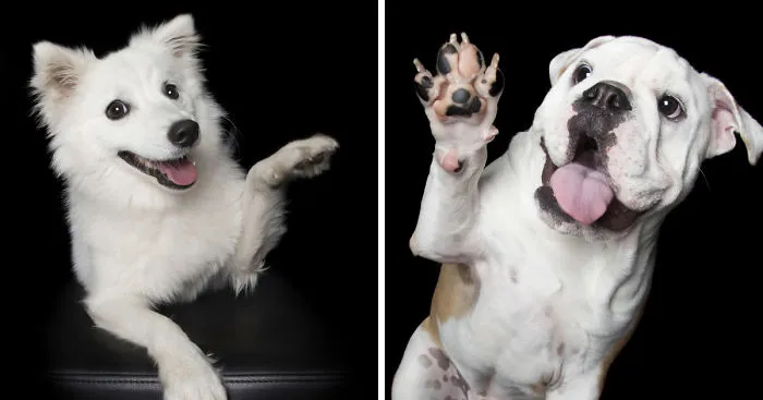 Paws Up: Animal Photographer Captures Dogs Saying 'Hi'