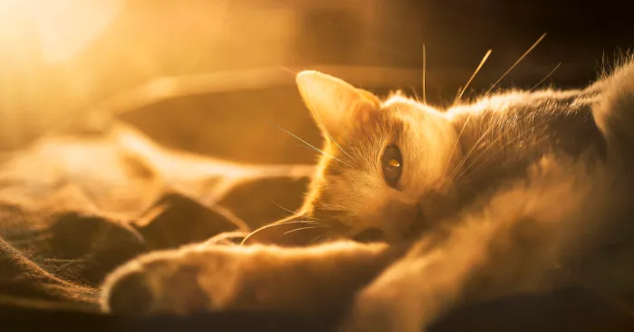 I Photography My Cats During The Golden Hour