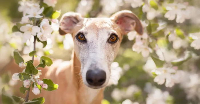 After Adopting A Galgo I Decided To Photograph As Many Galgos As Possible