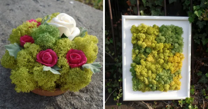 We Create Decorations From Moss For Nature Lovers