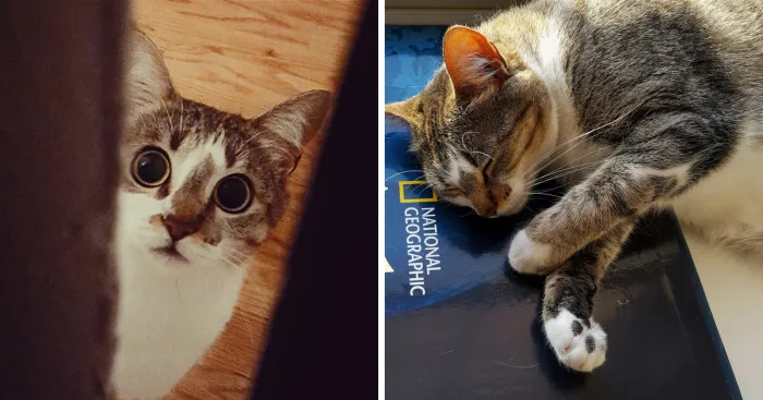 I Photograph Kitty Our Rescued Cat When She Seems To Be Enjoying Herself