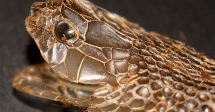 I Found This Snakeskin On My Farm