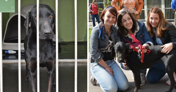 A Dog Who’ll Never Let Her Owner Out Of Sight
