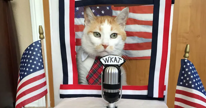 Please Vote ‪‎Milo The Kitty Cat‬ For President In 2016!