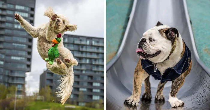 We Want To Show That Dogs Are Equal Part Of Our Community
