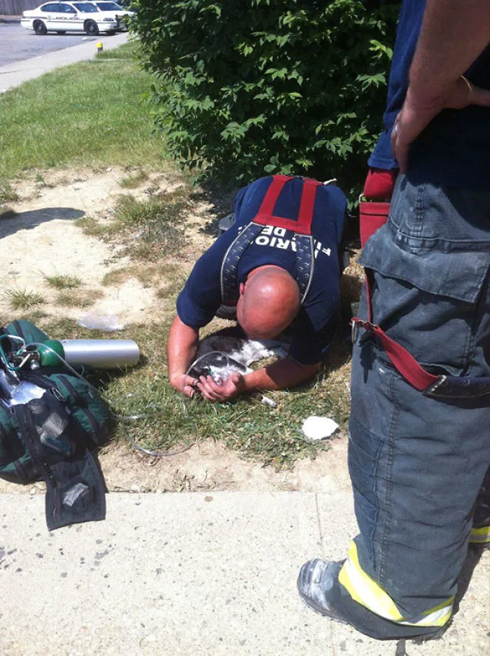 Here Is A Firefighter Saving One Of My Mentally Challenged Neighbor's Cats