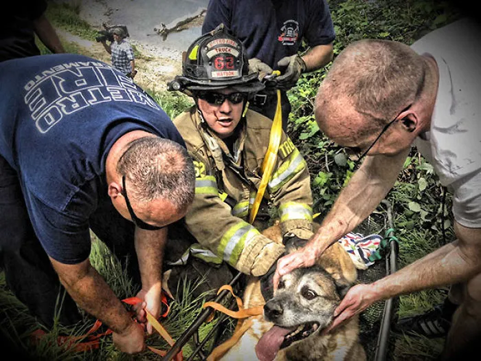 Firefighters Rescued Bandit The Dog  From The Hillside