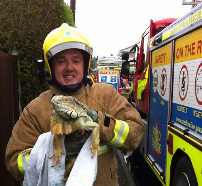 Firefighter Poses With A Rescued Iguana
