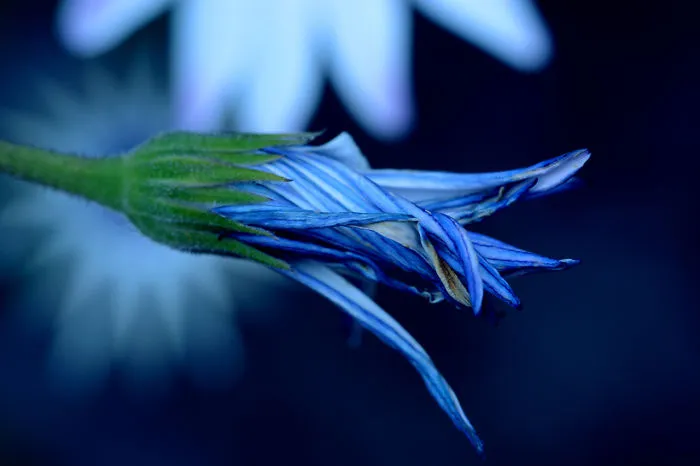 I Photograph Flowers Using My Macro Lenses