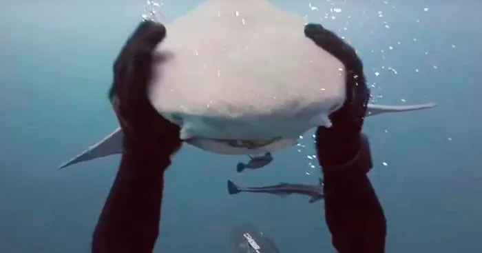 Shark Swims To Diver To Get Cuddles Each Time She Sees Him