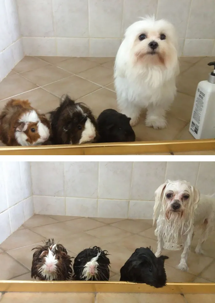 Before Vs. After Bath