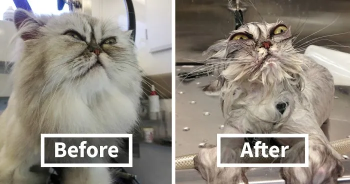 63 Hilarious Animals Before And After A Bath