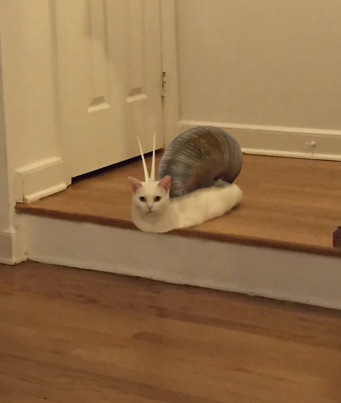 Catsnail