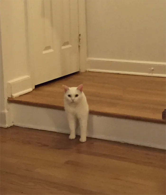 Two-legged Cat