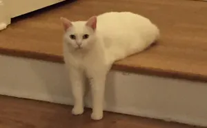 Awkward Half-Cat Inspires Hilarious Photoshop Battle (75 Pics)