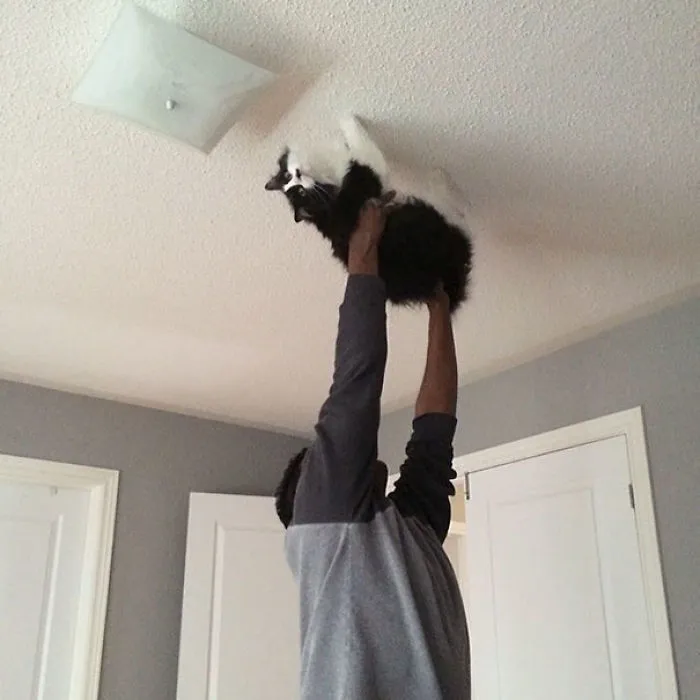 Walked On My Husband Walking The Cat Across The Ceiling While Singing "Spider Cat, Spider Cat  Does Whatever A Spider Cat Does"