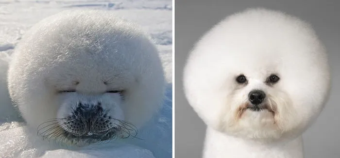 Seals Are Actually Ocean Puppies (40 Pics)