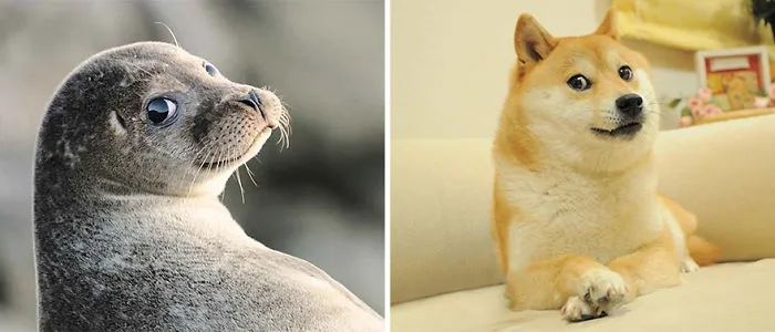 Seals Are Actually Ocean Puppies (40 Pics)
