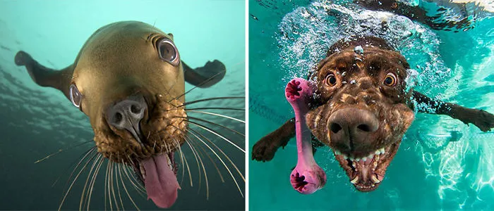 Seals Are Actually Ocean Puppies (40 Pics)