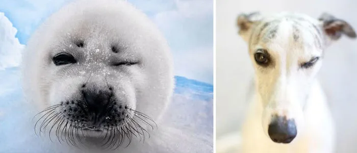 Seals Are Actually Ocean Puppies (40 Pics)