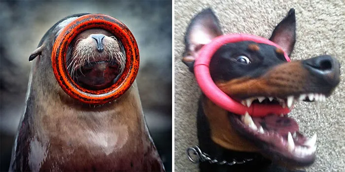 Seals Are Actually Ocean Puppies (40 Pics)