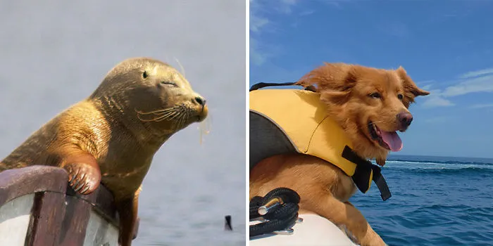 Seals Are Actually Ocean Puppies (40 Pics)