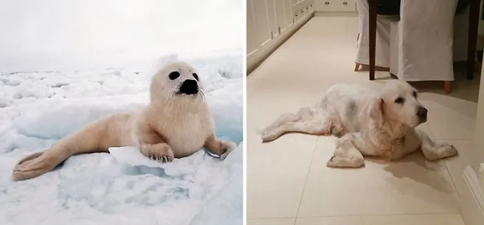 Seals Are Actually Ocean Puppies (40 Pics)
